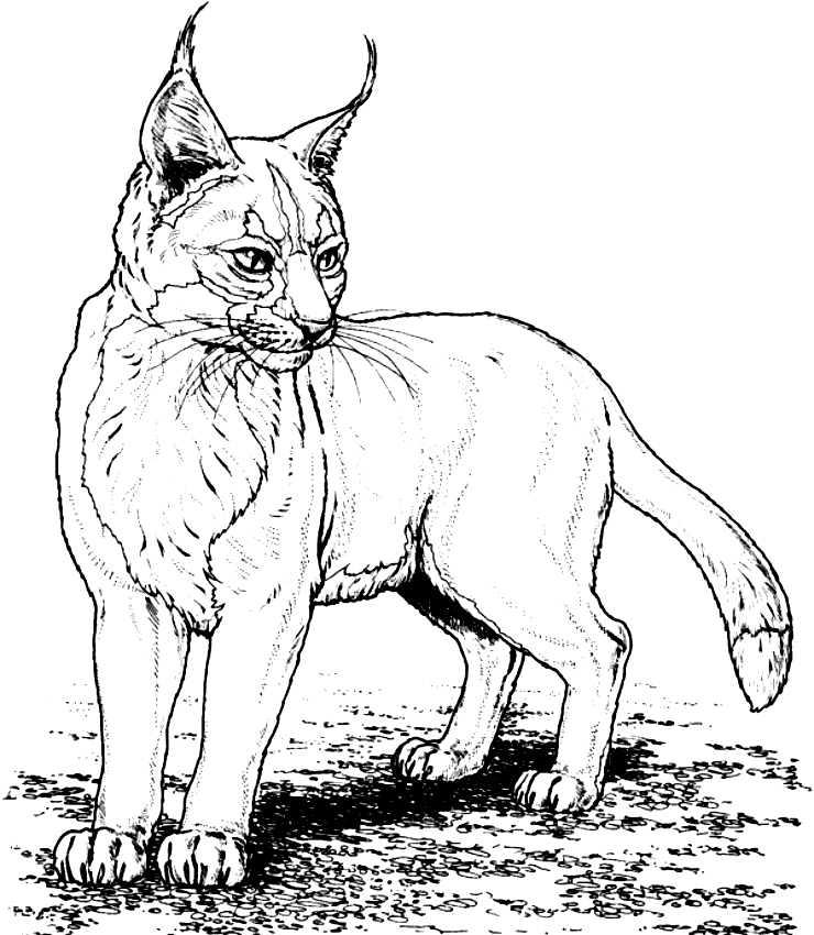 Ryś kolorowanki